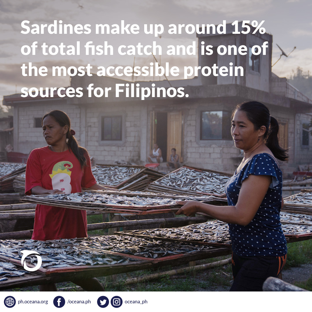 This month marks the 4th year since the approval of the National Sardines Management Plan 2020-2025! Sardines are a vital part of artisanal fisherfolk’s livelihood in the Philippines.

#SagipSardinas #FisheriesManagementAreas #ProtectOurOcean