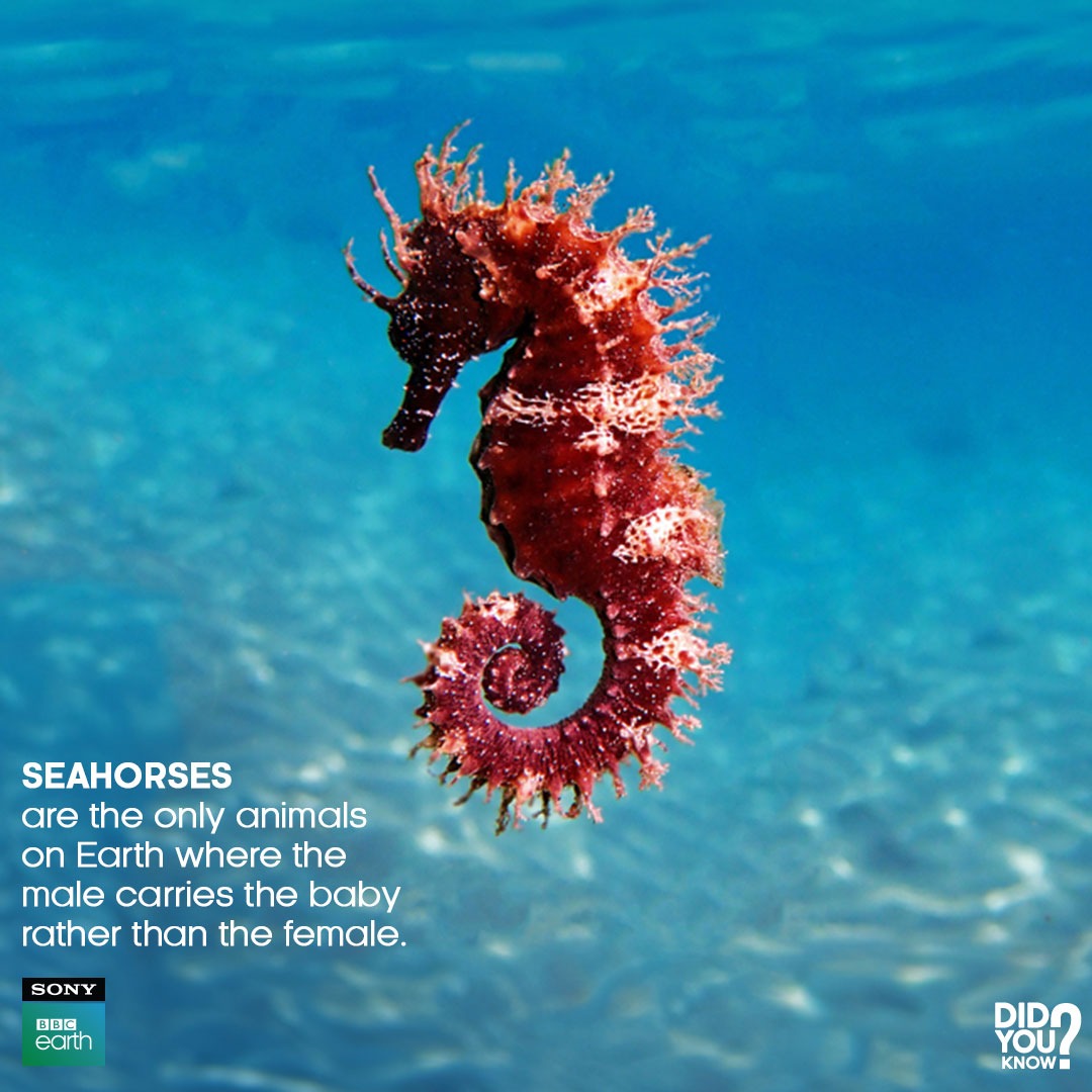 Male seahorses are equipped with a pouch on their stomach in which they can carry up to 2000 babies at a time. Depending on the species, seahorse pregnancies can last from 10 to 25 days.​ #SonyBBCEarth #FeelAlive #Nature #Wildlife #DidYouKnow #Seahorses #MaleSeahorses #Pregnancy