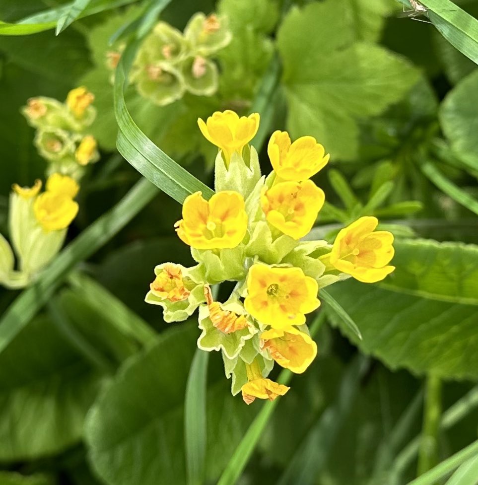 Cowslips to brighten this rather grey Wednesday. #TheSmallThings #SpreadingJoy