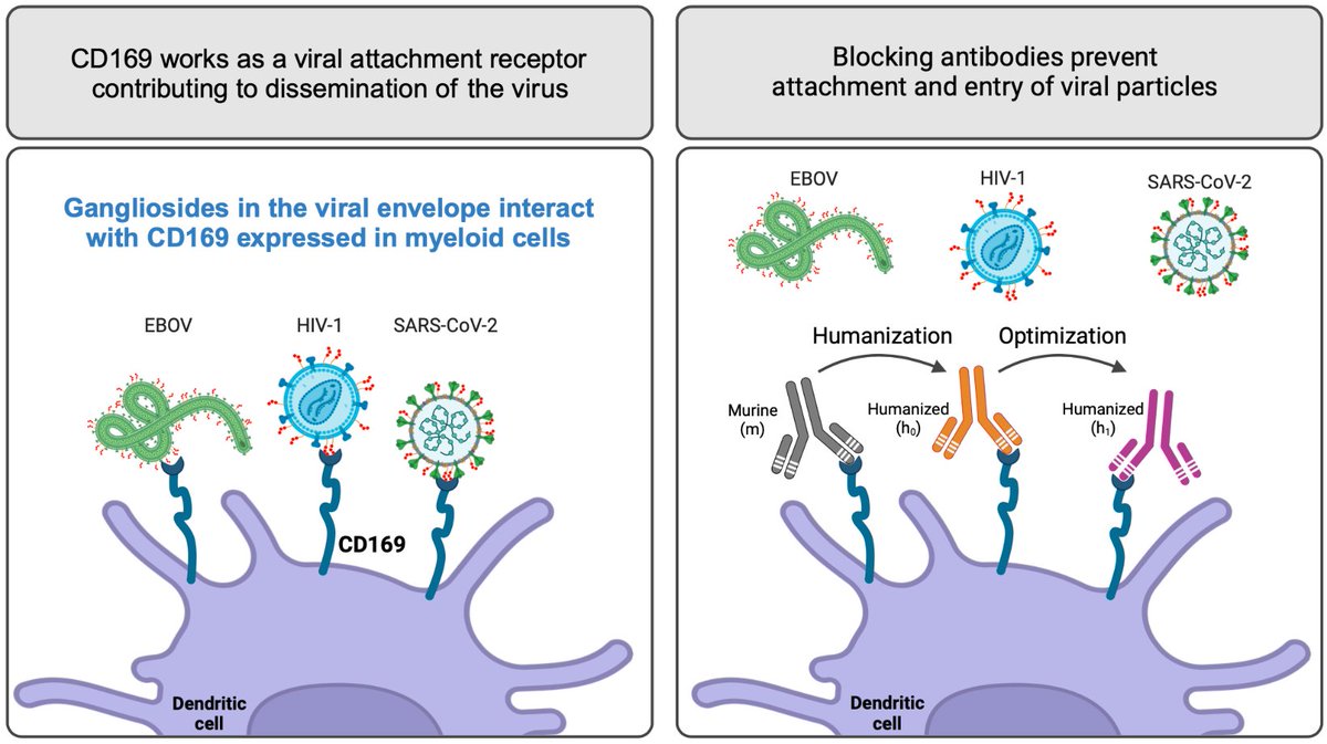 Excited to announce our latest article in Biomedicine and Pharmacotherapy focusing on the humanization of monoclonal antibodies targeting the virus attachment receptor CD169. These advancements show great potential as pan-antiviral therapeutics.