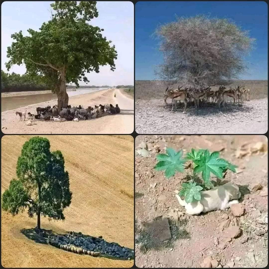 एक पेड़ का मूल्य