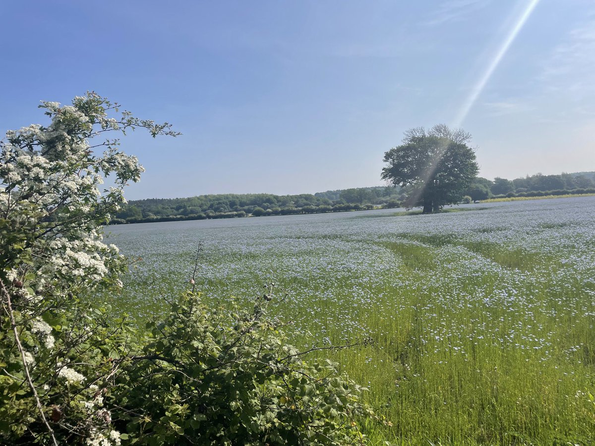 A field of Linseed in flower. Protect the countryside!
