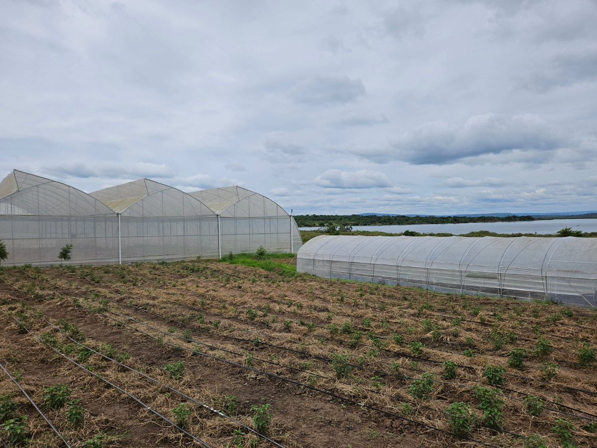 Remi_DrForex's tweet image. Open Field Farming of Cayenne Chilli! 🌱🌶️ at @NdegoFarm in Rwanda 🇷🇼. Open field farming promotes biodiversity and allows for more eco-friendly pest control, reducing the need for chemical pesticides.👩‍🌾🌾 #RwoT #ChilliFarming #SustainableAgriculture #agribusiness #Rwanda