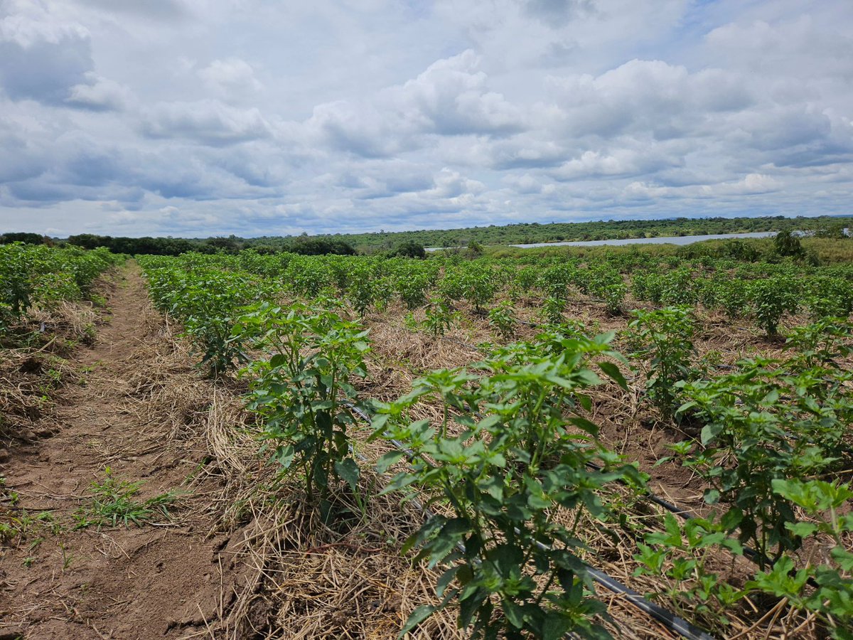 Remi_DrForex's tweet image. Open Field Farming of Cayenne Chilli! 🌱🌶️ at @NdegoFarm in Rwanda 🇷🇼. Open field farming promotes biodiversity and allows for more eco-friendly pest control, reducing the need for chemical pesticides.👩‍🌾🌾 #RwoT #ChilliFarming #SustainableAgriculture #agribusiness #Rwanda