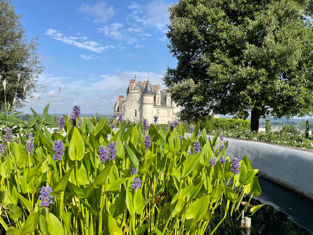 Visiter le château royal d'#Amboise, c'est aussi découvrir un jardin de près de 2.5 hectares, avec des arbres centenaires, des massifs fleuris et de vastes pelouses accessibles pour un pique-nique ou une sieste !🌿 #Touraine #ValdeLoire