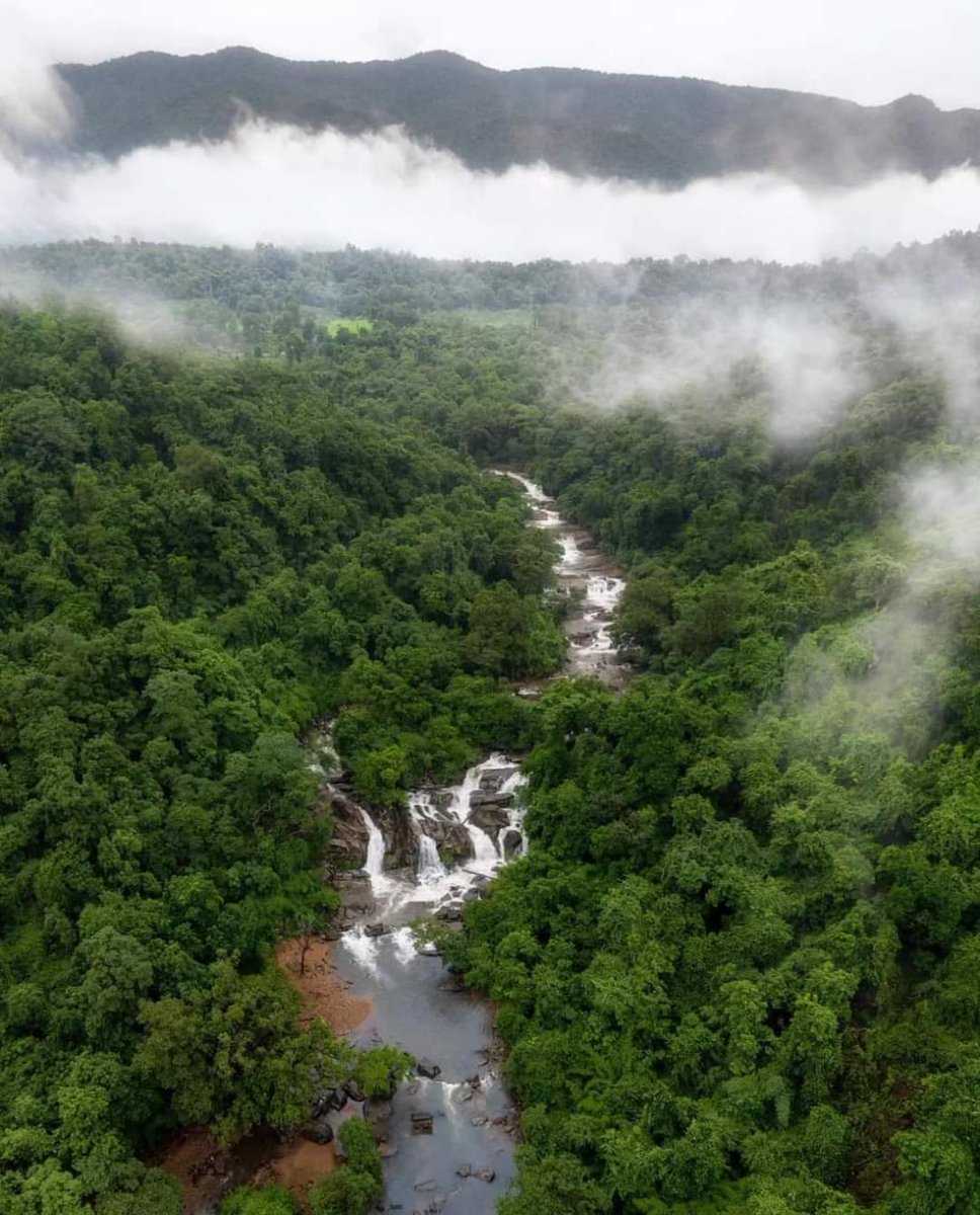 Maredumilli Forest 🌳, Andhra Pradesh, India