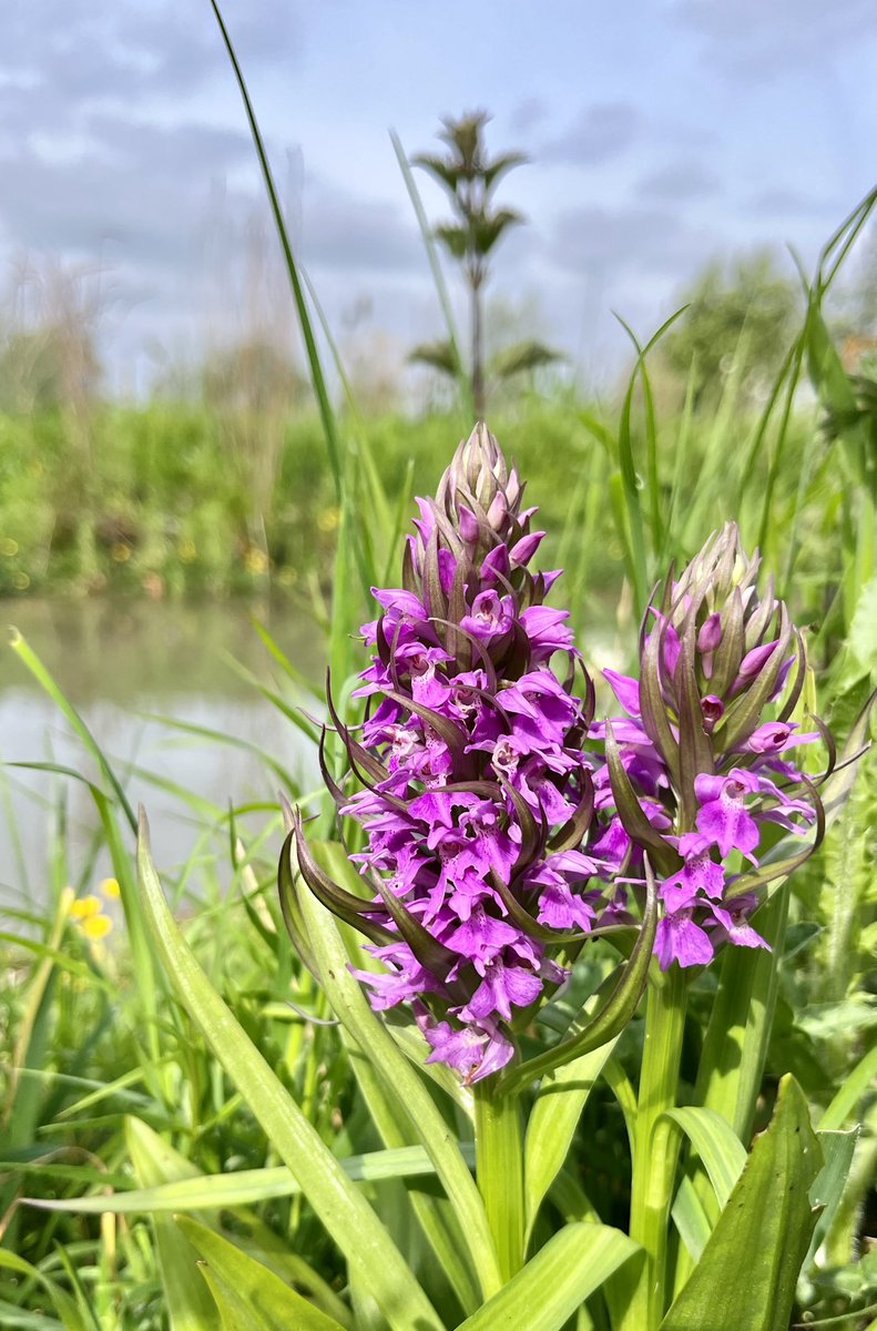 Our Marsh Orchids are back HURRAH!! I just love May in the UK @GeorgiaEdeMD
