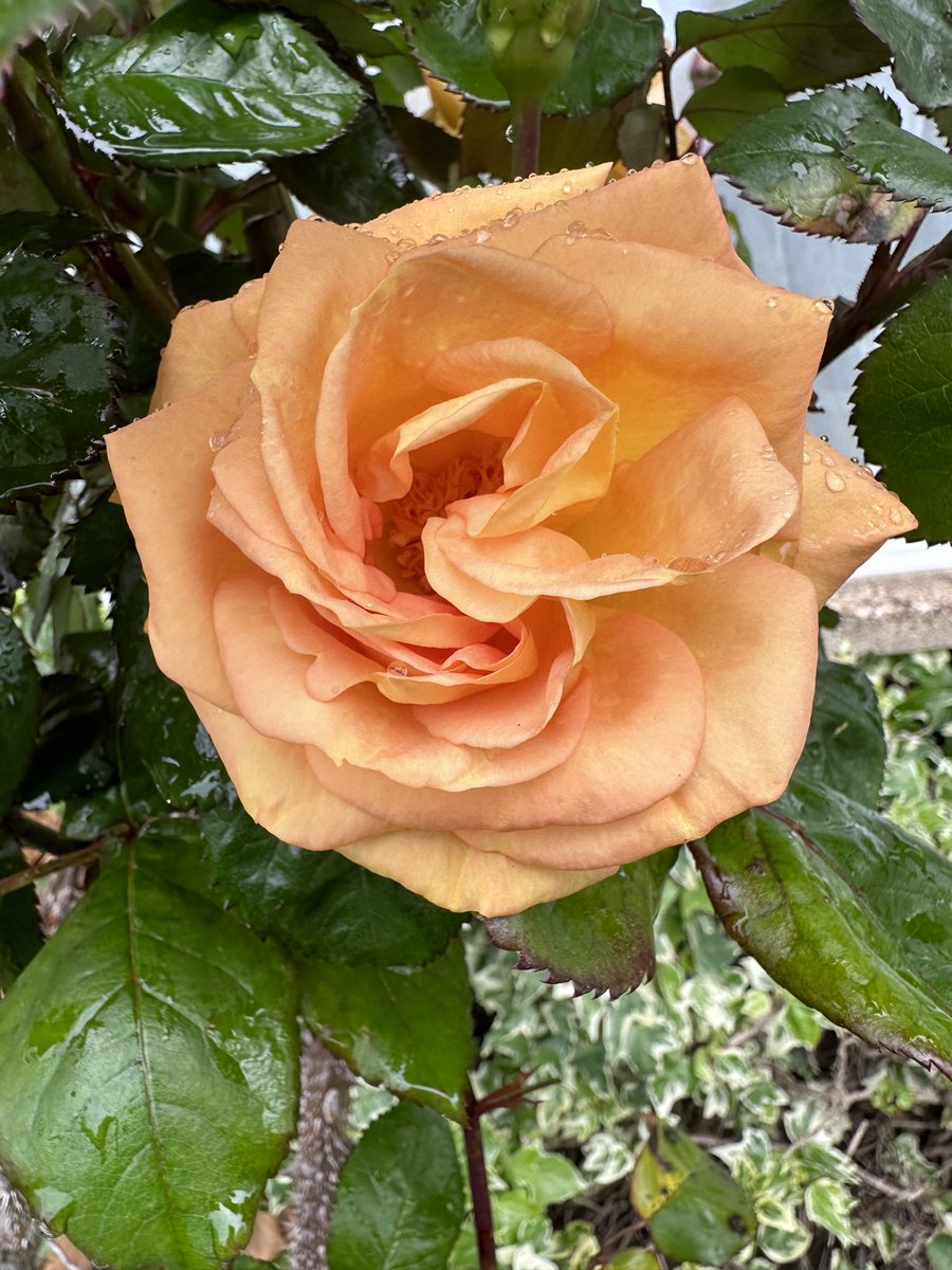 #roseWednesday A rose spotted in my village.