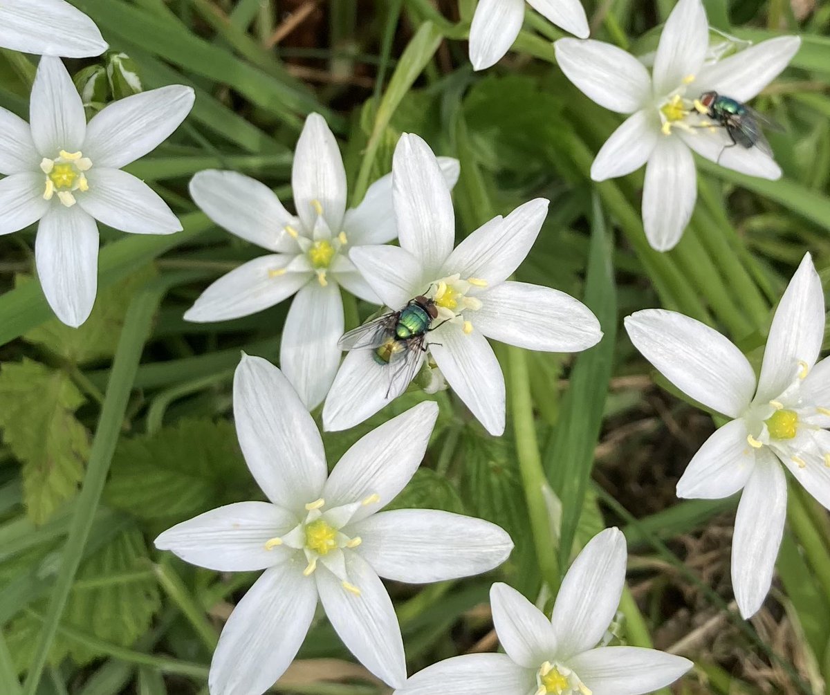 I wasn’t the only one enjoying this stunning display of Star of Bethlehem  yesterday. Nettle tap moth , hoverfly , bee and green bottle fly found there too  #wildwebswednesday