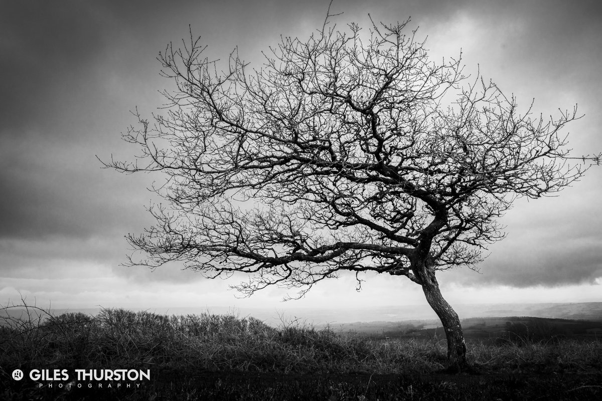 After all the colour in my last few #photography posts, I thought we should calm it back down with this simple #bnw shot of a lone #tree under a #stormy #sky in the #quantockhills 
--
#Smartshots #appicoftheweek