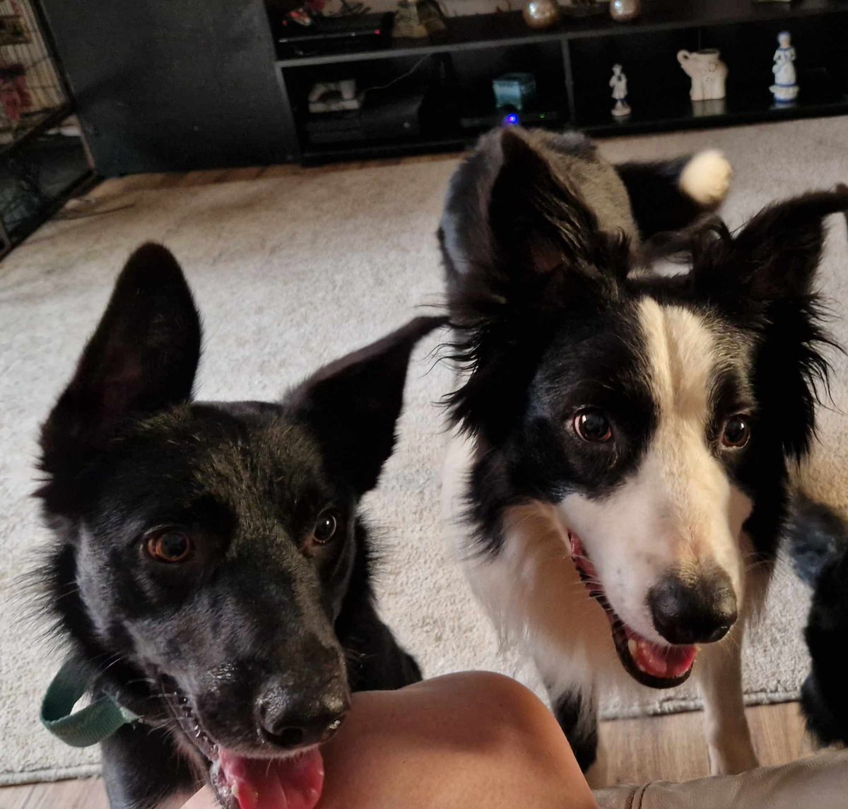 AVAILABLE FOR ADOPTION🖤 These 2 handsome boys have been with us a few weeks now. They can be adopted separately, but we have this lovely photo of them both together REX (black) is 1 year old and ENZO (black and white) is 4 years old #BorderCollie #BorderCollieLovers #AdoptMe