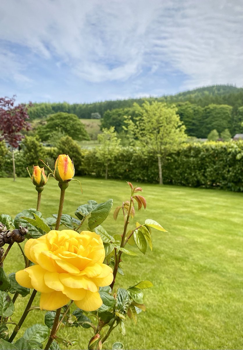 Wishing you a wonderful Wednesday from my garden in North Yorkshire 😊