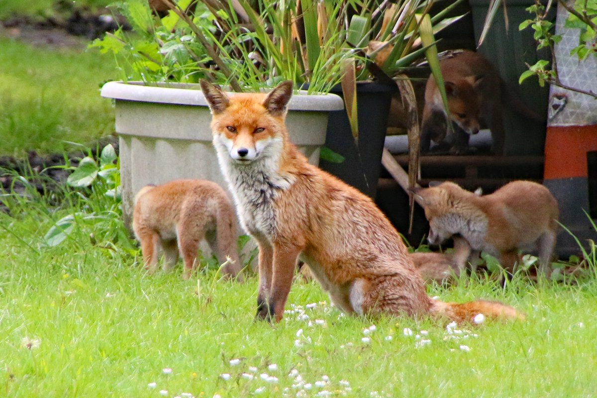 Good morning #Portsmouth and #Southsea and congratulations to the Fox family. Mother and cubs are doing well. Mum's keeping guard whilst the cubs play in the sun. #NaturePhotograhpy Have a great day everyone. welcometoportsmouth.co.uk