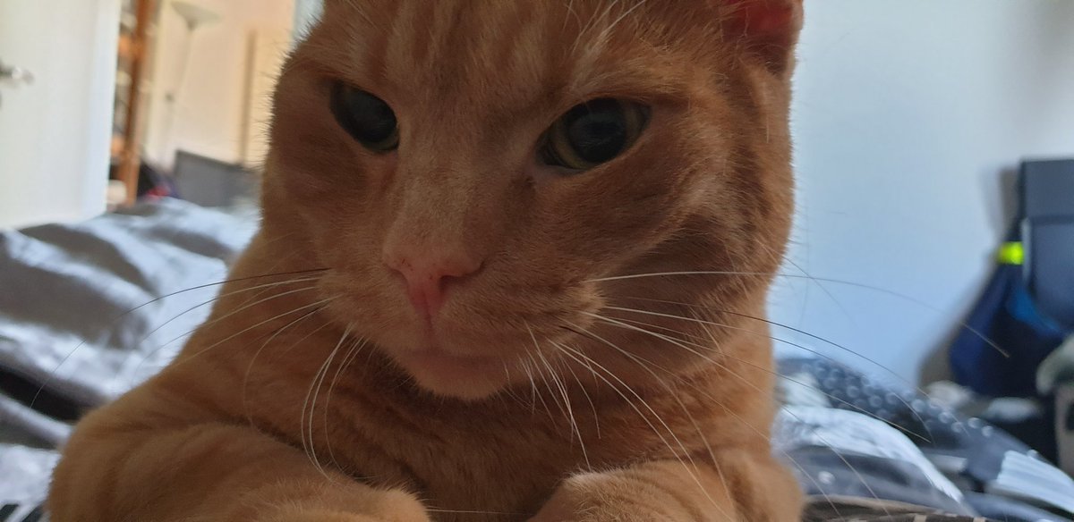 'Good morning. This is your purring morning alarm call.'

'Rosa Nosa' the Ginger Creme boy sends purrs to the world.
#Cats #CatsLovers
#CatsOfTwitter #CatsOfX
#CatsOnTwitter #CatsOnX #AdoptDontBuy #AdoptAShelterCat