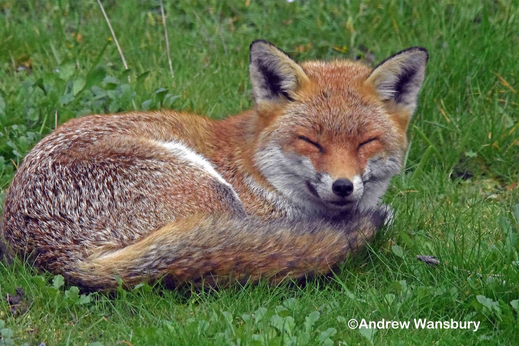 Good morning , your relaxed #FoxOfTheDay from @AWPStargazer