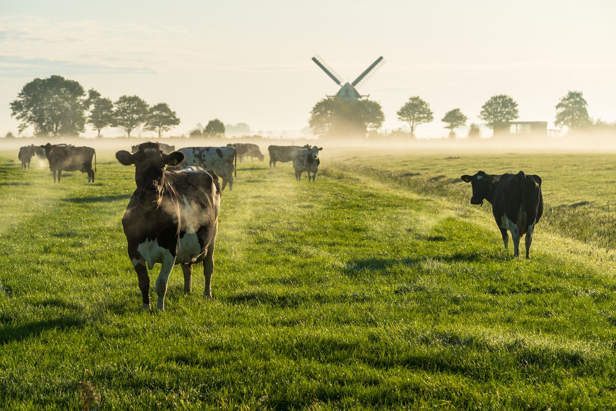 Through steps such as embracing renewables, recycling water and investing in carbon reduction, the dairy sector continues to show progress in #ClimateAction. 🌎 🐄
 
Learn more about #PathwaysToDairyNetZero: bit.ly/P2DNZQ1

#P2DNZ #EnjoyDairy #WorldMilkDay