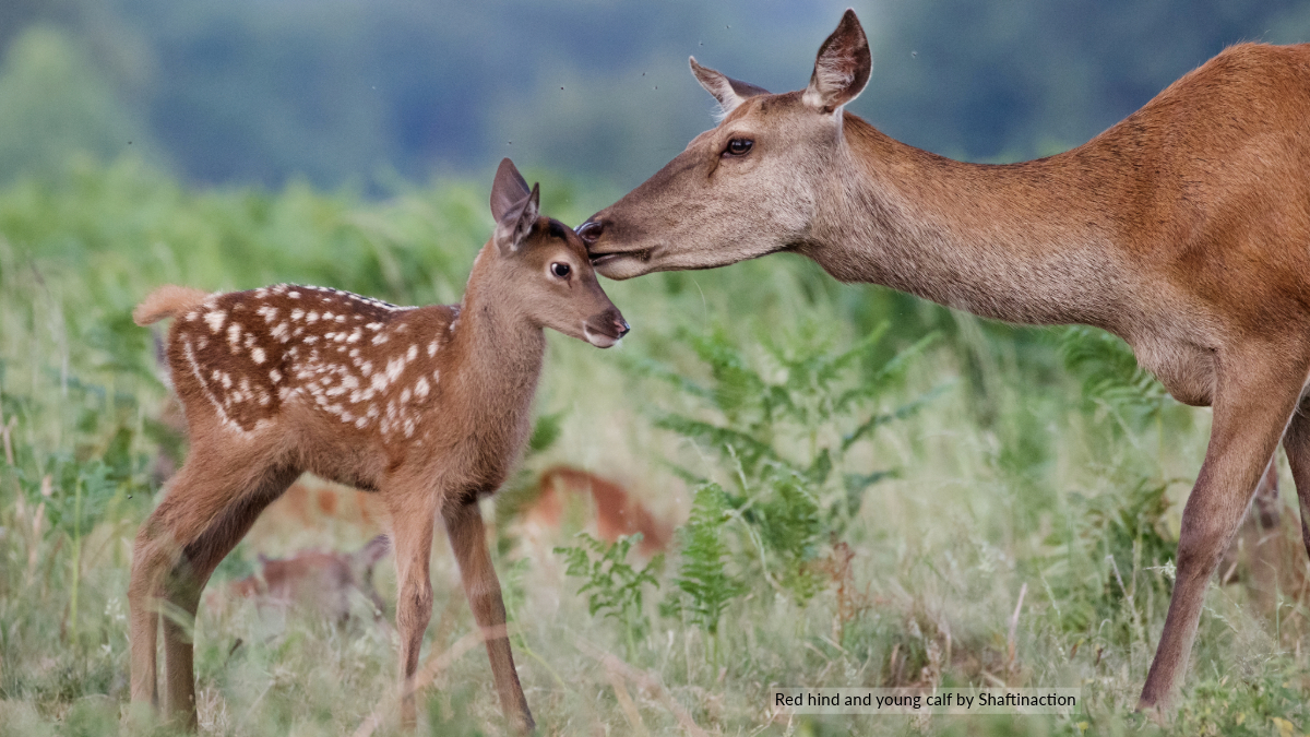 Did you know that red hinds typically have their first calf at 2-4 years old? They give birth between late May and July, & in harsh habitats, reproduction may only happen every other year! 🦌🌿 #wildlife #naturefacts  #WildlifeWednesday #RedHinds #WildlifeFacts #WildlifeEducation