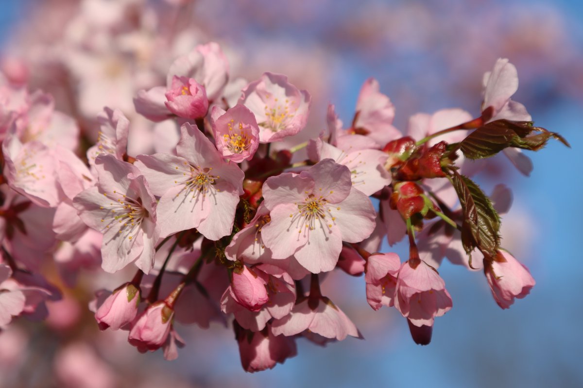 Kirsikankukkapläjäys. 🌸❤️ Aika kärppänä näitä saa olla kuvaamassa, ei nimittäin kauaa kukinta kestä.
