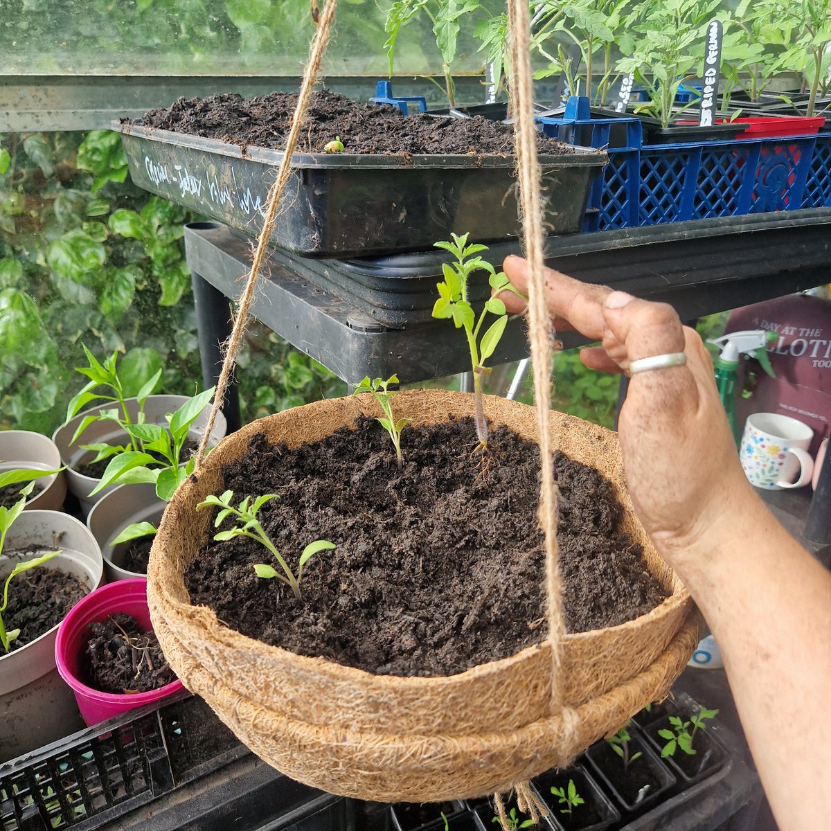 Bonjour 😊 Adding plum and cherry tomatoes to my hanging baskets 🧺 🍅 I'm mixing black, red, orange, and yellow varieties in each basket so they will look like a rainbow of tomatoes when they're tumbling down 😍 (In theory... we'll see where life will take us😂) 🍅🍅🍅