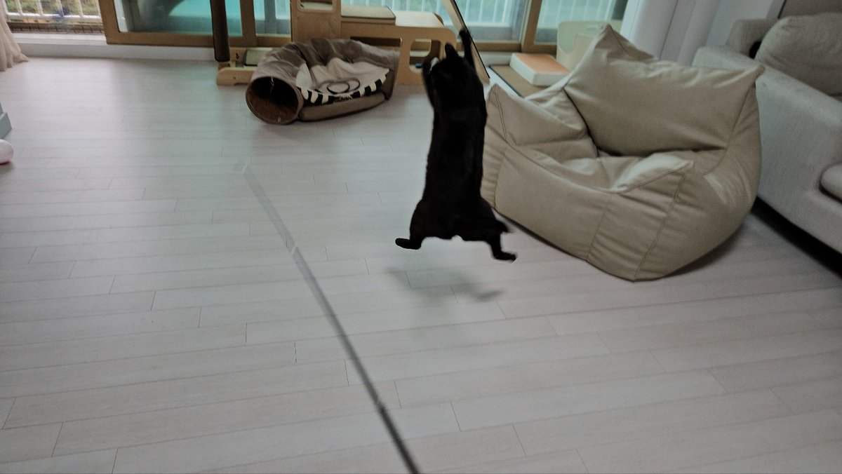 날아랏 고양이🖤