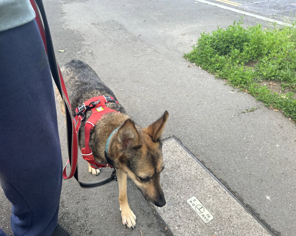 After a diversion away from the bin lorries and a standoff outside the park gates where she was eventually tempted through by a treat #sophiefromromania and I had a great walk..