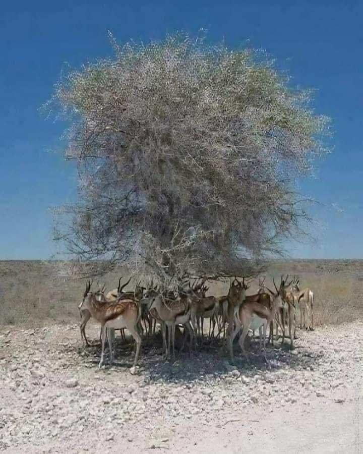 Говийн ганцхан модны ач буян.✌️