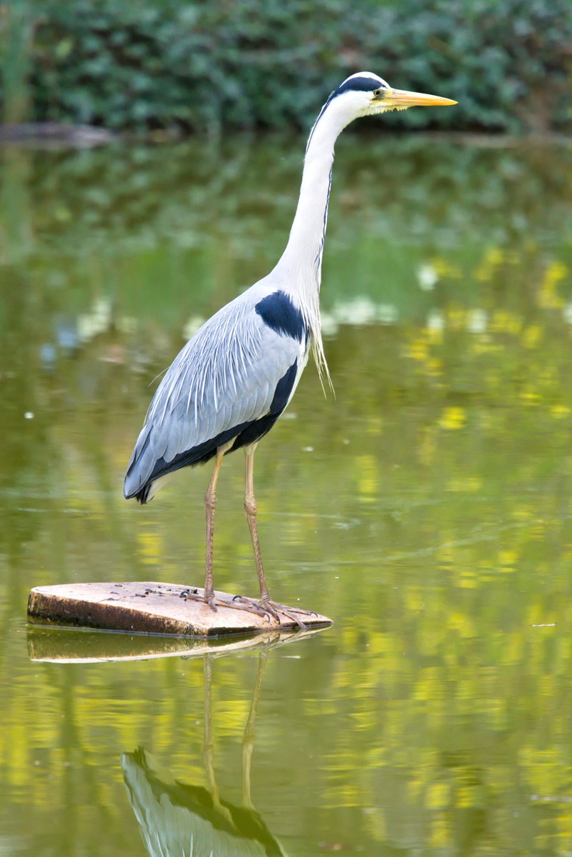 Good morning 🌤️

Wish you all a beautiful day ahead with a 📸 of a grey heron balancing on top of a stone while looking for fish in a park in Berlin.

🇩🇪 Graureiher  | 🇬🇷 Σταχτοτσικνιάς | 🇵🇱 Czapla siwa | 🇺🇦 Чапля сіра