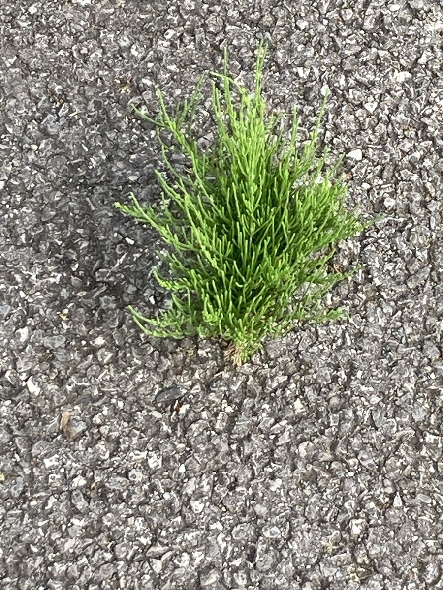 Think I’ll just grow through this car park tarmac , yes a lovely spot to grow, I used to hate this plant on the allotments but now love ❤️ it’s survival attitude