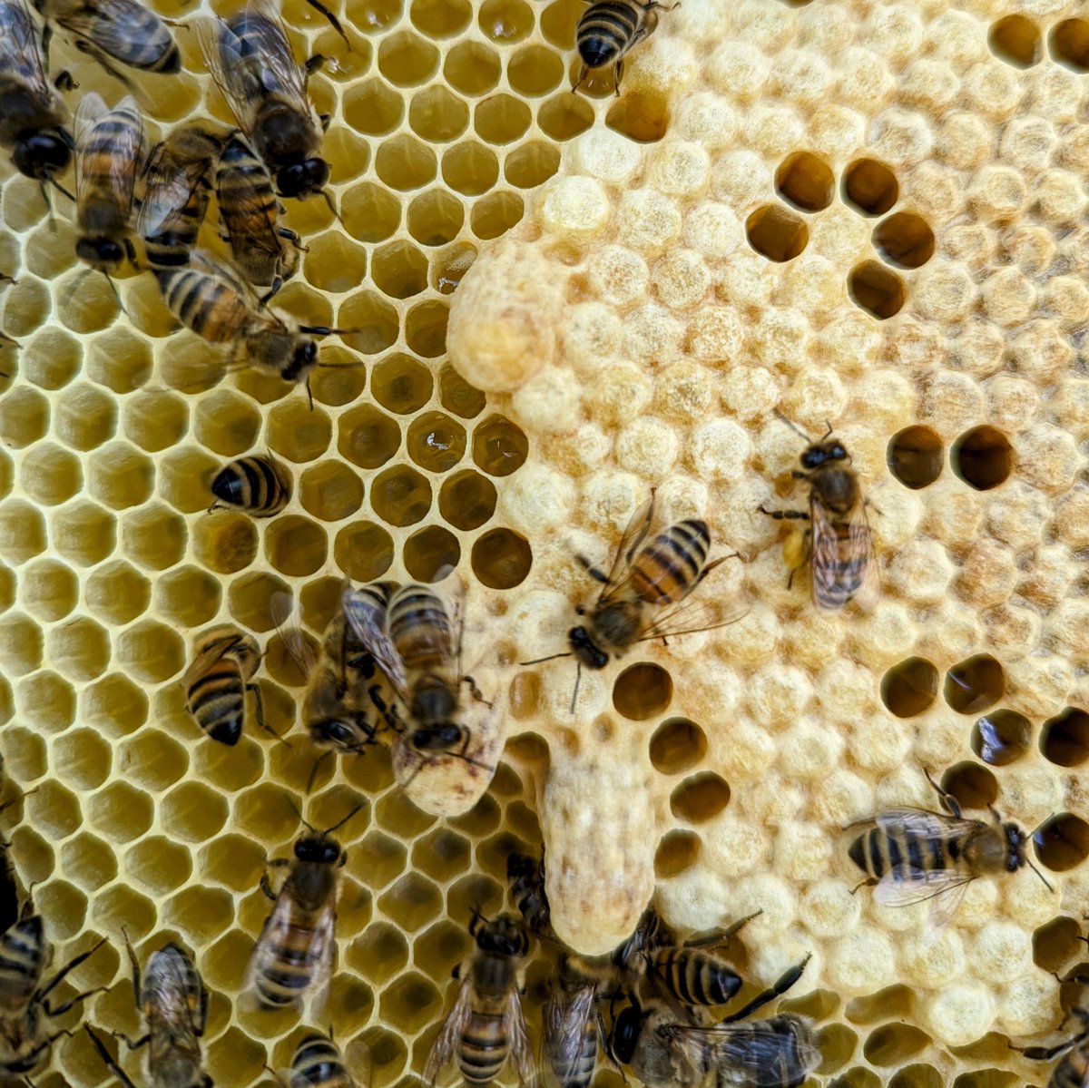Emergency Queen cells are rarely as good as Spring swarm cells
#NorfolkHoneyCo
#StewartSpinks
#BeekeepingForAll
#Beekeeping
#Honeybees
#BeeFarmer
#Patreon