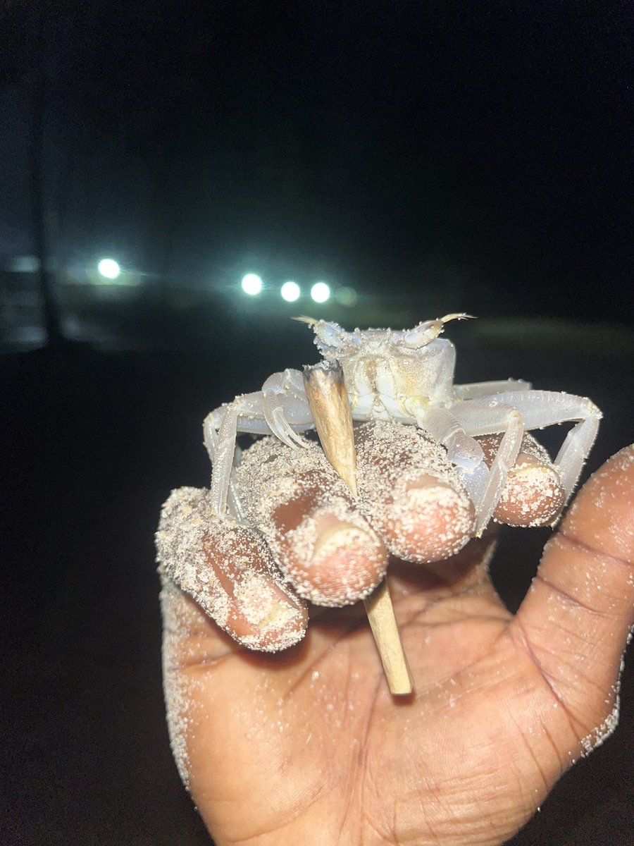 Smoking crab #Justiceforchidi