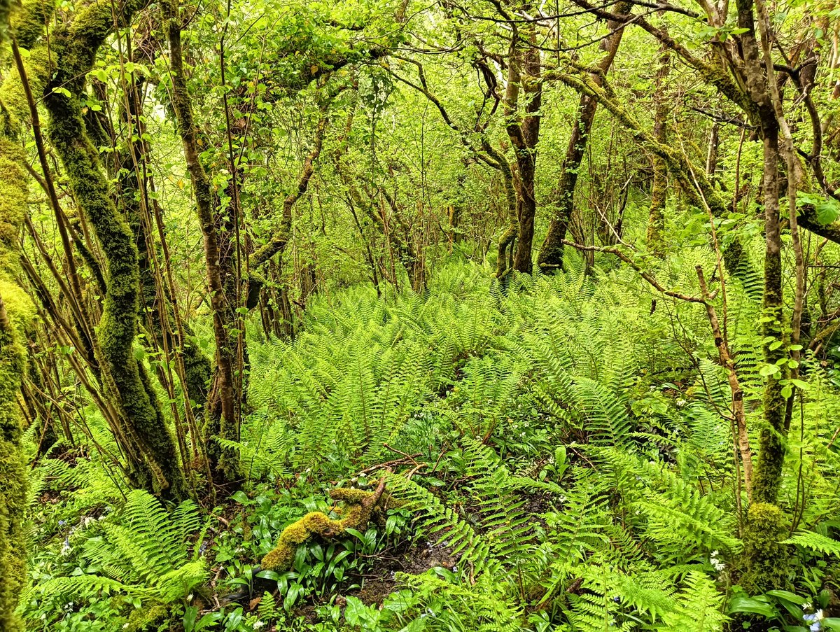 This breath taking Irish rainforest in #Leitrim is one of the best I've seen. The ground flora was so diverse,trees festooned with Lungwort & many other #lichens It offered a glimpse into the past & how our uplands would have been. Tragic how much we have lost.#woodland