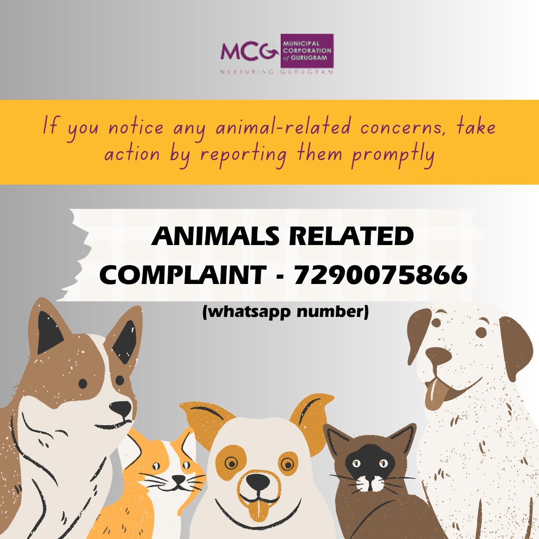 If you notice any animal-related concerns, take action by reporting them promptly. ANIMALS RELATED COMPLAINT - 7290075866 (Whatsapp Number)📷 #animalwelfare #ReportNow #betheirvoice