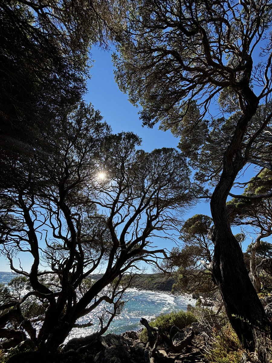 Tree view 🤩 Coastal Melaleuca grove in the Leeuwin-Naturaliste National Park.