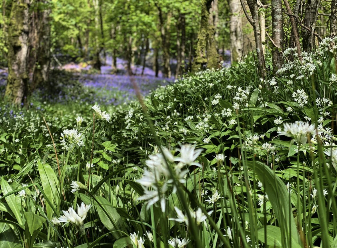 May time and our woodland blooms … 🍃💜🍃🍃🍃🍃