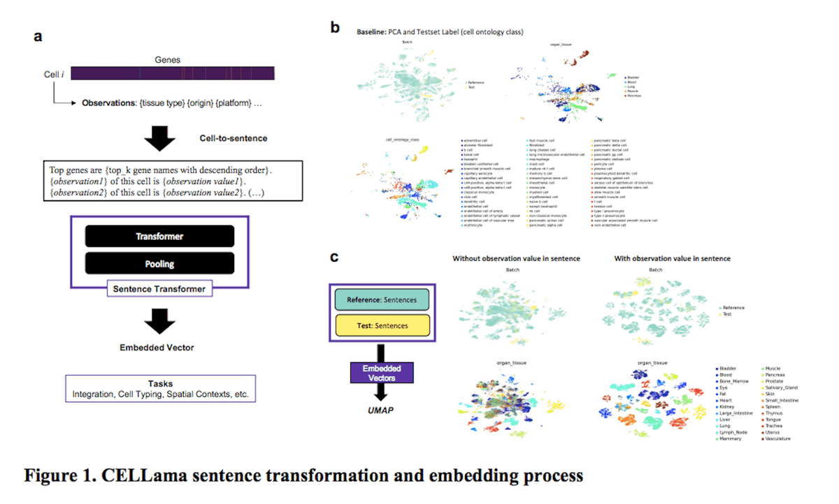 Cells are talking, can you hear them? #CELLama translates their language using #AI! This new foundation model simplifies single-cell data & reveals cell types & interactions, improving drug discovery & understanding of healthy vs. diseased tissues! cbirt.net/unveiling-the-…