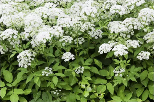 Aegopodium Podagraria, Ground Elder - Classification, Ayurvedic Properties & Dosage Aegopodium podagraria or ground elder is a spreading perennial weed. It spreads by underground stems (rhizomes) & can be quite aggressive. Read More: tinyurl.com/mrxsfmjf…