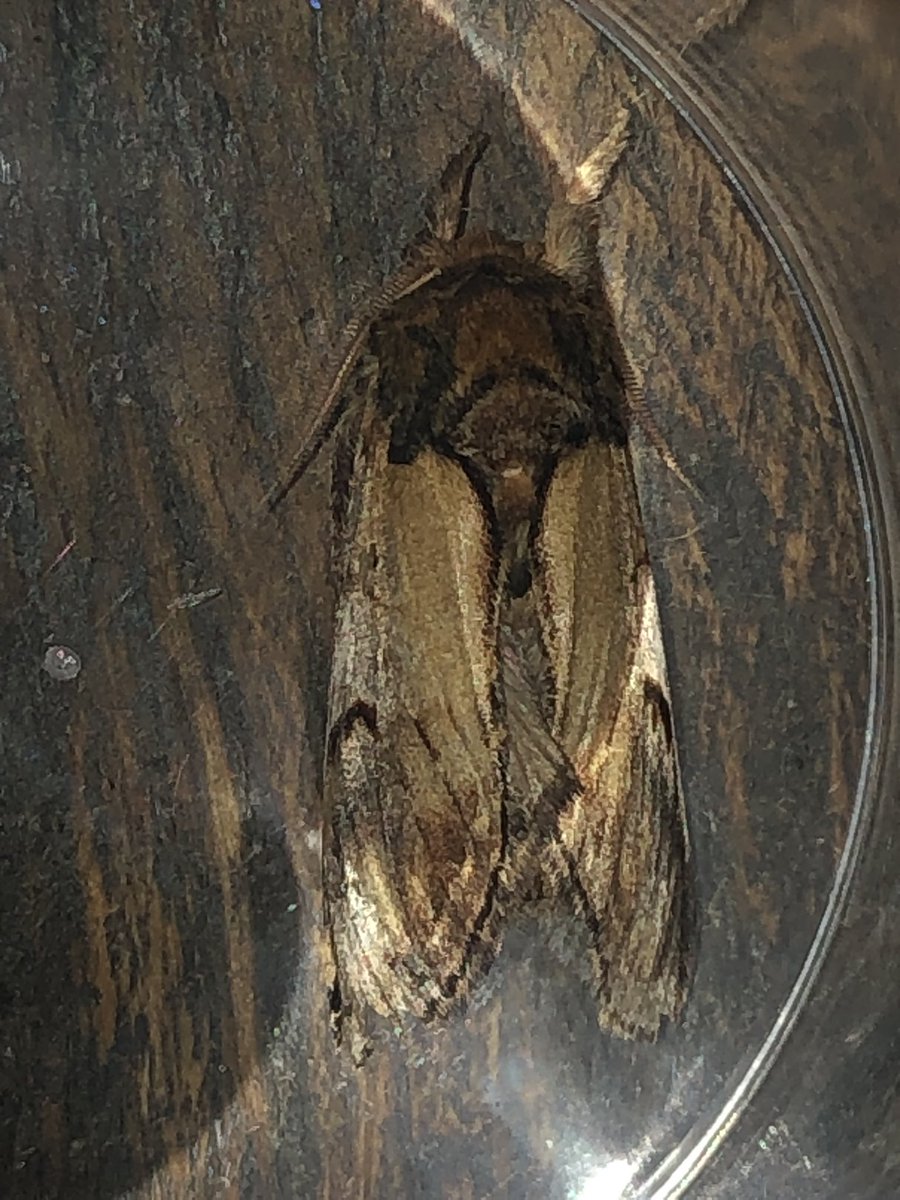 Another one in the trap! 🤩 Also,a Pebble Prominent! Lifer! 🤩