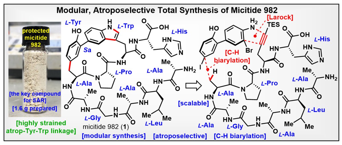 Modular, Atroposelective Total Synthesis of Micitide 982, appearing today in <a href="/ChemRxiv/">ChemRxiv</a>: chemrxiv.org/engage/chemrxi…