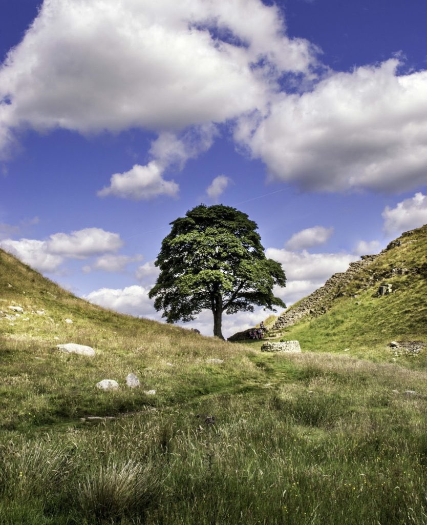 Two men Daniel Graham and Adam Carruthers are due in court today for felling the ICONIC Sycamore Gap tree this was a senseless crime and I hope they receive jail time if found guilty the tree deserves justice like and retweet if you agree #SycamoreGap