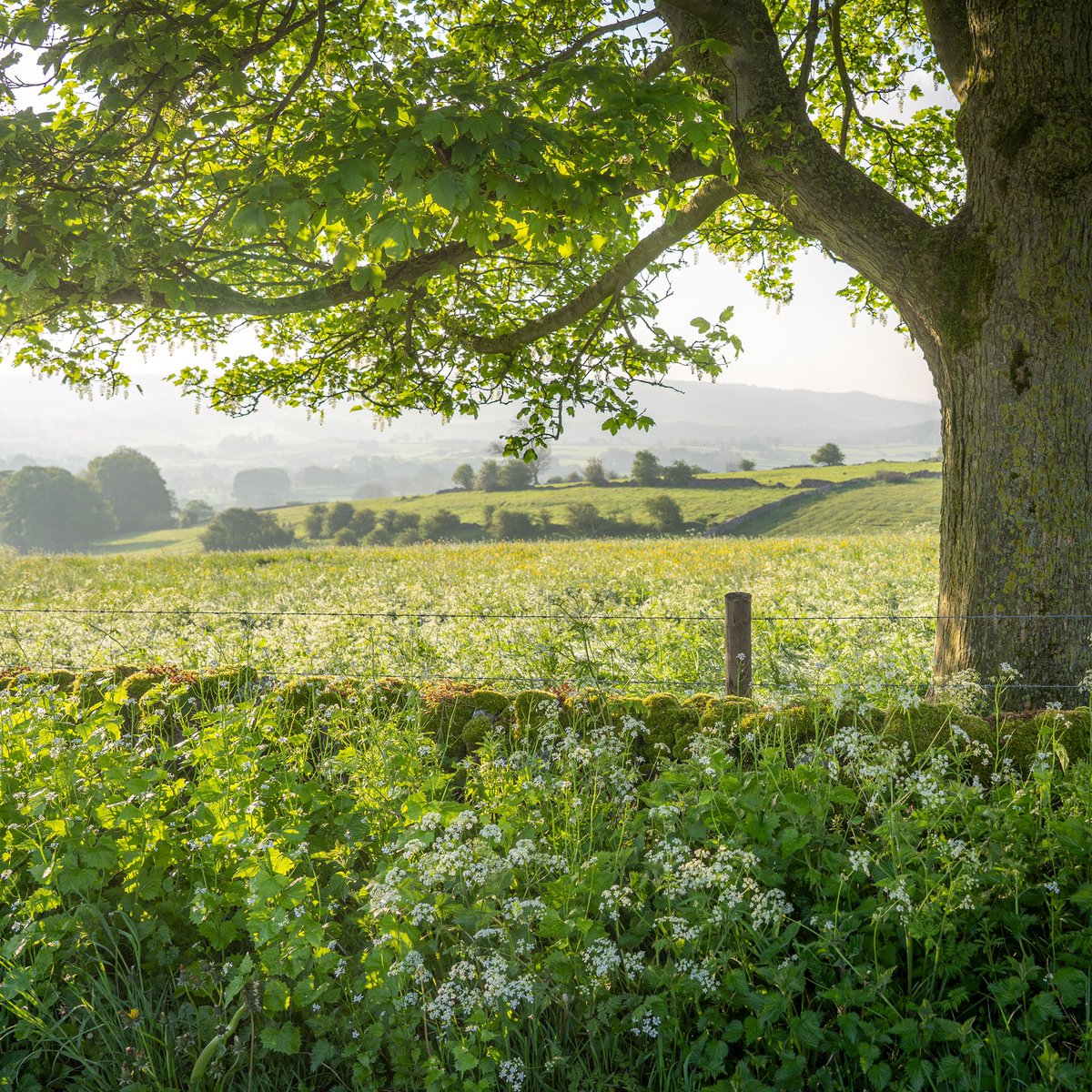 So much beauty can be found within the simplest of views on a bird-loud May morning. Cow parsley blowing in the verges, the new sunlight drifting lazily over the fields, and all that promise ahead. I measure my life in how many Mays I might have left.