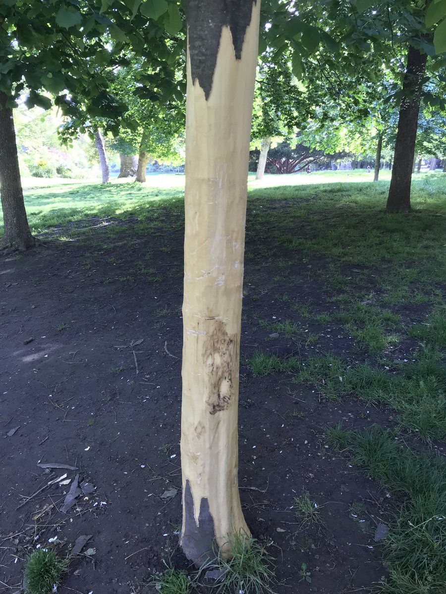 Un jardinier me montre au Parc Monceau cet arbre vandalisé. On lui a arraché l’écorce. Il est foutu. Absence de gardiens. Accès facile la nuit. Déprimant. #saccageparis