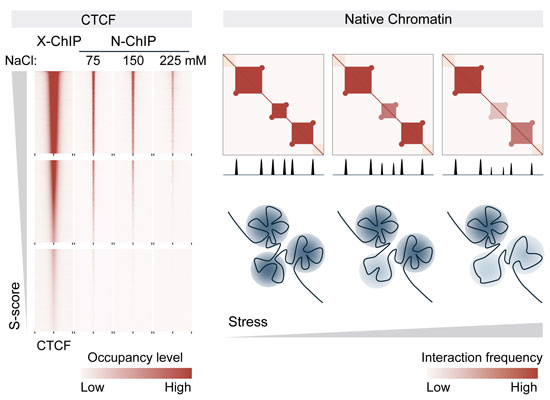 Profiling #transcriptionfactor occupancy on native (not cross-linked) #chromatin provides a more unperturbed picture of TF retention & better explains dynamic #genomeorganization ➡️ embopress.org/doi/full/10.10… #CTCF