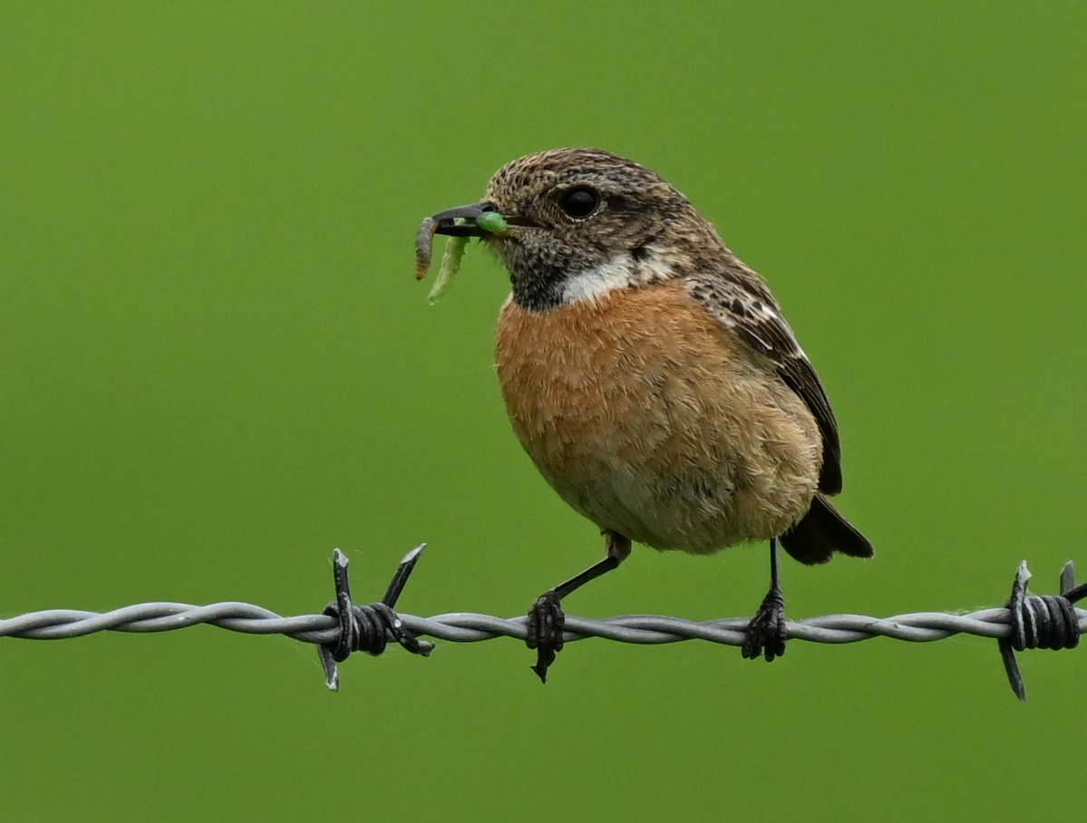 Female Stonechat - one of at least 3 breeding pairs at Cemlyn, Anglesey  @Natures_Voice @NatureUK #wildlife #nature #birds #birdwatching #birdphotography #nikon