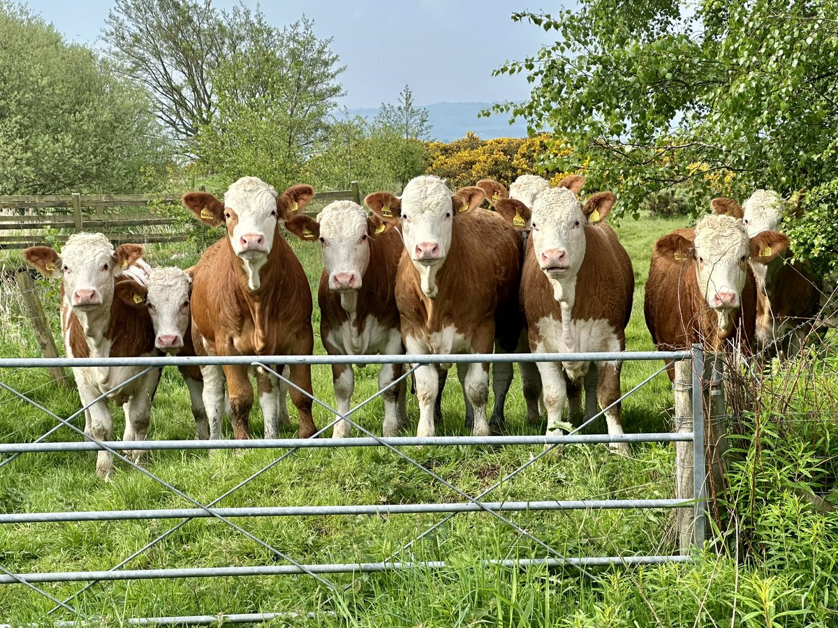 I spotted this field of cows during my walk around Loch Leven yesterday. Getting them to pose in a straight line was hard enough, but they point blank refused to say cheese.