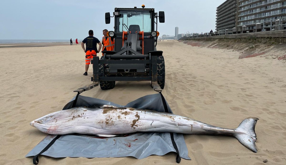 On May 13th, a young and skinny minke whale beached in Ostend. The autopsy confirmed that the animal died of starvation after probably becoming separated from his mother.
More @ shorturl.at/lGJN0
📷 A. Deboosere & @nat_sciences_be 
@ugent @UniversiteLiege