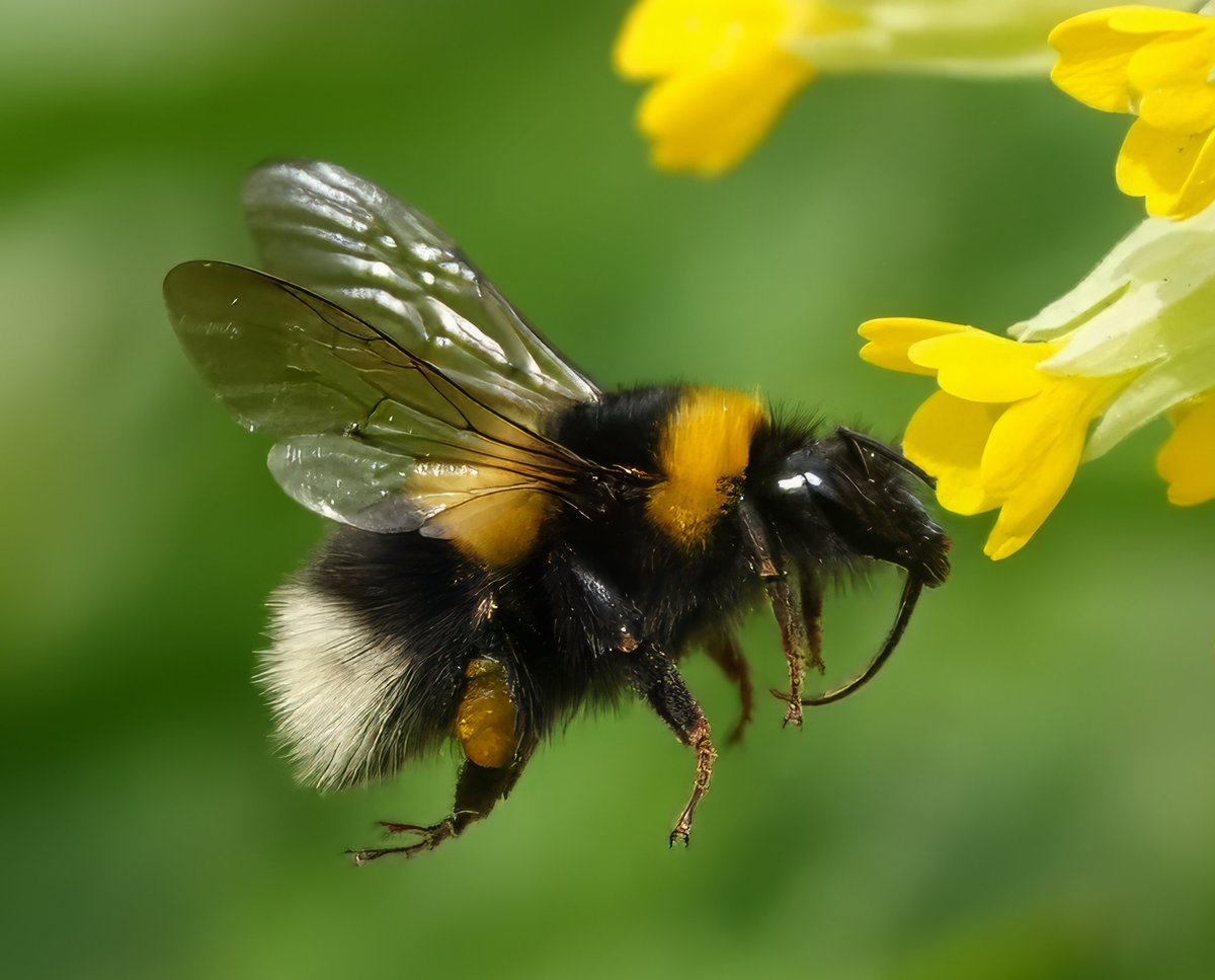 Morning folks, another pea soup day. My bee field book arrived, so learning more about these beautiful wee beasties. #TwitterNaturePhotography #beeinflight #TwitterNatureCommunity #NatureTherapy #gardenphotography #bee #NatureIsAmazing