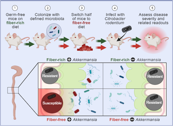 Susceptibility to a mucosal pathogen is #microbiome- &diet-dependent: #Akkermansiamuciniphila increases susceptibility on a fiber-free diet but on a fiber-rich diet it confers resistance ➡️ embopress.org/doi/full/10.10… @MDesai_Lab @LIH_Luxembourg #gutmicrobiome #Akkermansia