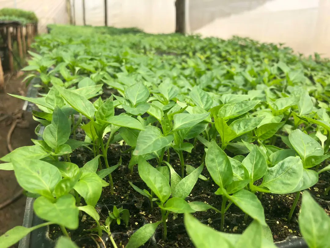 Green capsicum seedlings available Call 0724471075/0726275592