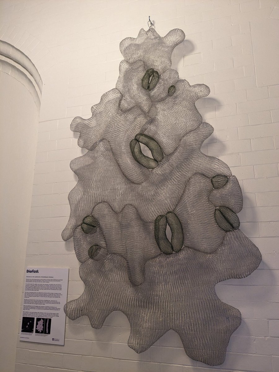 Yesterday my wire sculpture of epidermis of Arabidopsis thaliana was moved to its permanent position - just down the Firth Hall stairwell and through the doors to the right. Doesn't it look great against a white wall! #stomata
#sciart #scienceoutreach