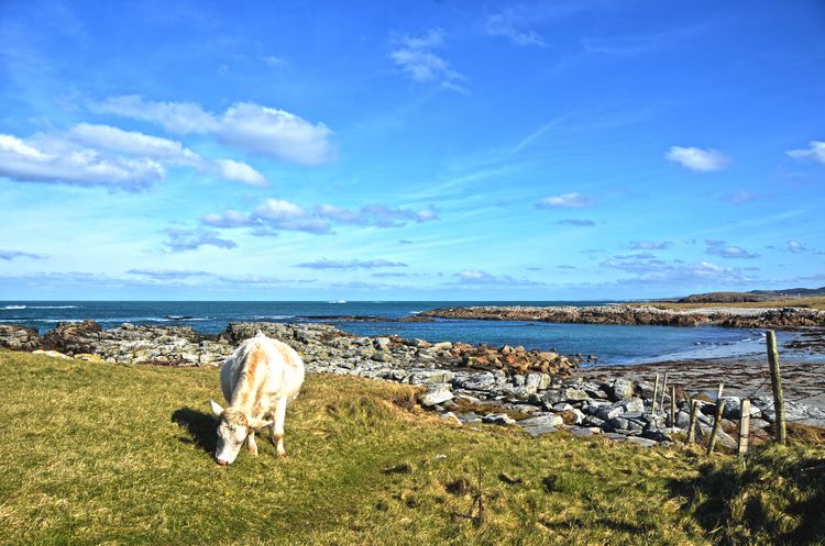 Good morning from beautiful #Donegal ♥ 

Today's #GoodMorning photograph is 
'Farming, Donegal style'. 

#farming #cattle #cows #bullocks #seashore #waves #Atlantic #Fanad #peaceful #happy #rural #Ireland #nature #scenery 
@ThePhotoHour